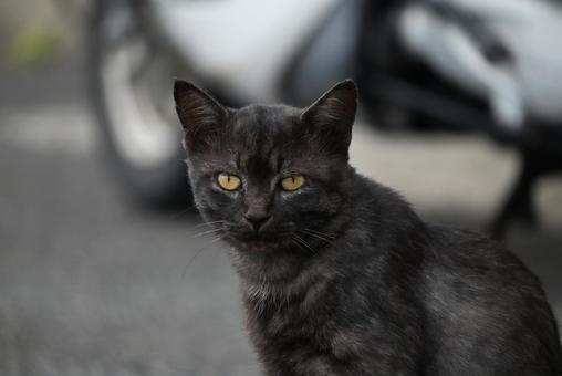 走島のにゃんこ達 走島のにゃんこ達 哺乳類,癒される,猫の写真素材