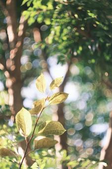 葉っぱと玉ボケ 葉っぱと玉ボケの写真