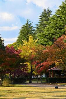 五福公園の紅葉 紅葉,秋,風景の写真素材