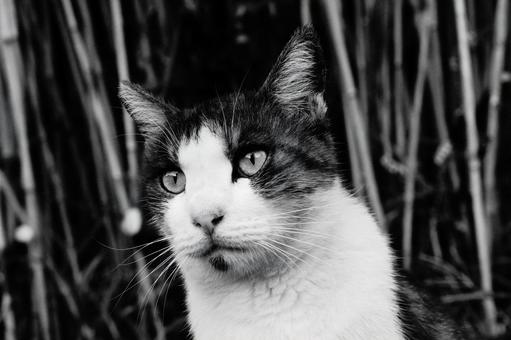 ねこの顔 ねこ,顔,動物の写真素材