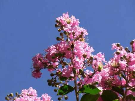 夏の青空にピンクのサルスベリの花 夏の青空にピンクのサルスベリの花の写真