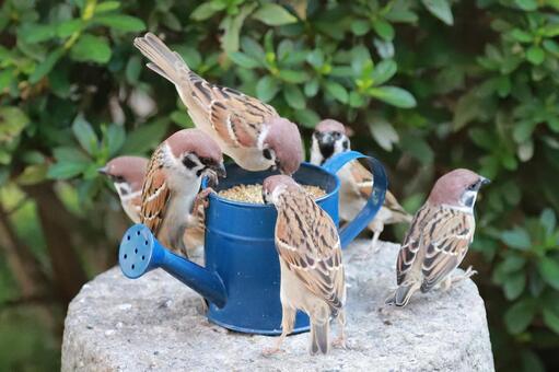 すずめ給餌 野鳥,ことり,スズメの写真素材