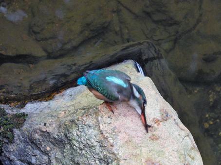 岩に咥えた餌を叩きつけるカワセミ 岩に咥えた餌を叩きつけるカワセミの写真