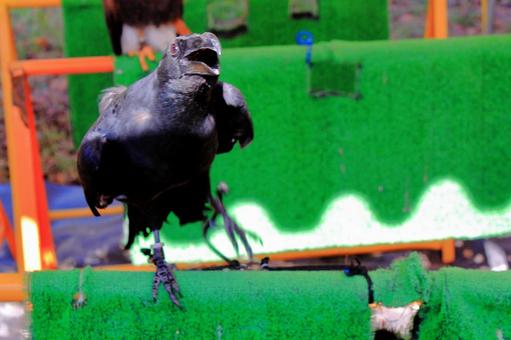 カラス カラスの写真