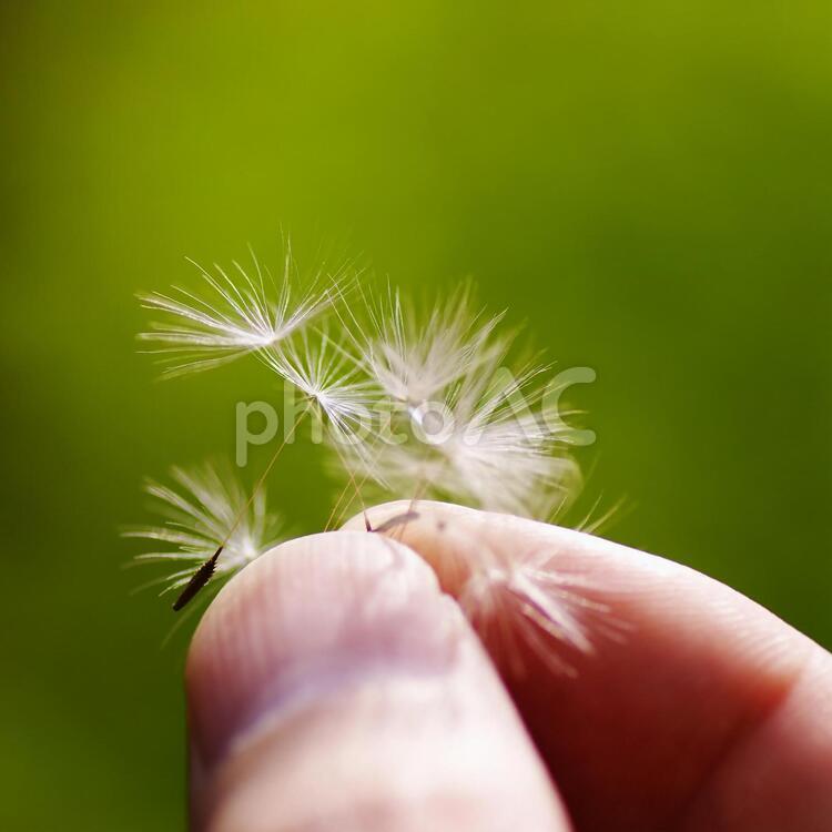 綿毛を指でつまむ 綿毛,わたげ,たんぽぽの写真素材