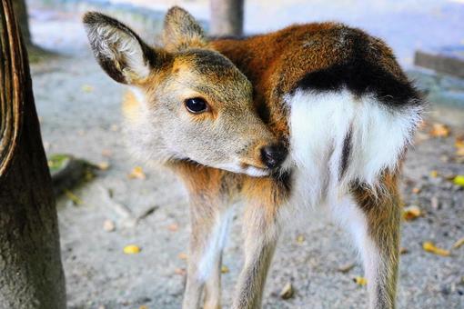 日本三景宮島の鹿 宮島,厳島,宮島の鹿の写真素材