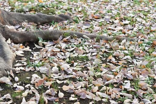 落ち葉と木の根元 紅葉,落ち葉,木の写真素材