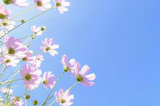 Cosmos and blue sky, JPG