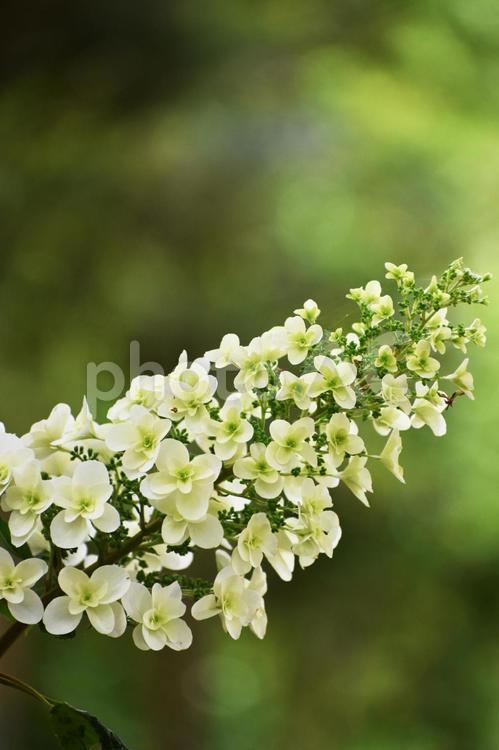 カシワバアジサイ（柏葉紫陽花） カシワバアジサイ,柏葉紫陽花,アジサイ科の写真素材