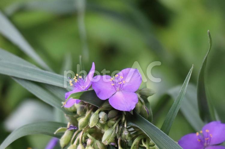 紫の花びらのムラサキツユクサの花のアップ 紫,花びら,ムラサキツユクサの写真素材