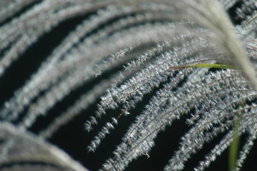 Japanese silver grass, JPG