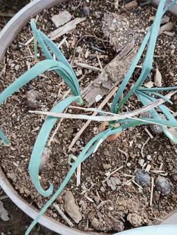 植物55 植物55 自然,屋外で,野生の写真素材