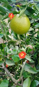 しらぬいの花 オレンジ,くだもの,木の写真素材