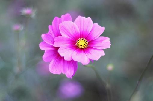 コスモスの花のある風景 コスモスの花のある風景の写真