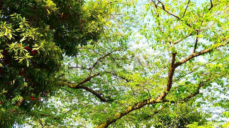 青空と新緑の風景 青空,新緑,木の写真素材