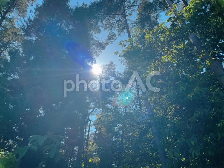 木漏れ日 木漏れ日,自然,太陽の写真素材