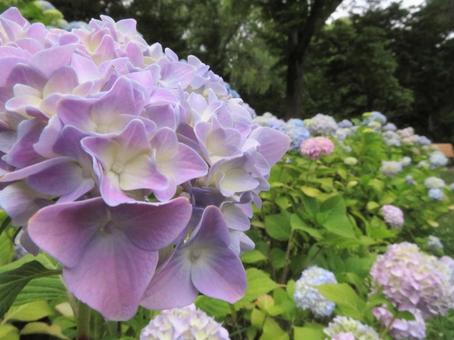 紫陽花 紫陽花の写真