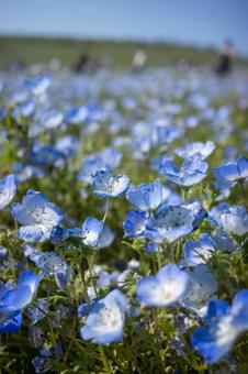 Nemophila, JPG