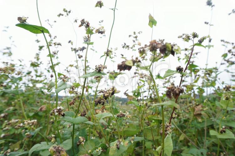 畑の蕎麦の実 自然,景色,白い花の写真素材