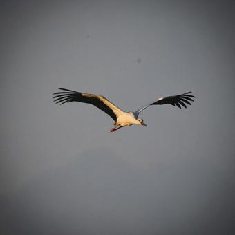 コウノトリ15 コウノトリ15の写真
