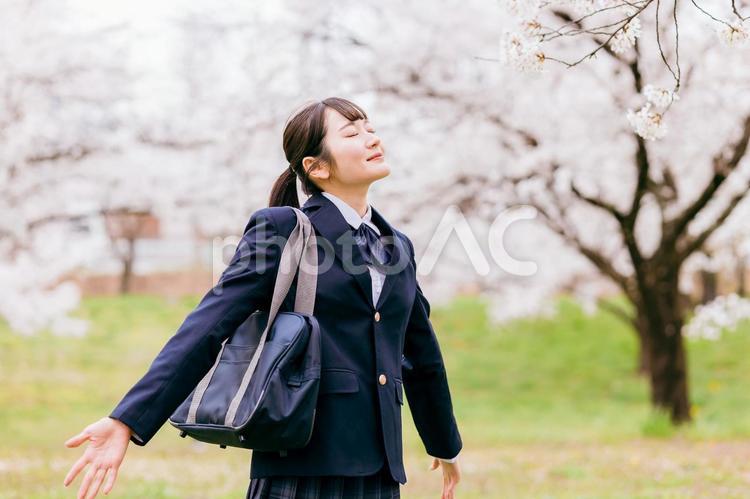 桜の中で深呼吸する高校生・女子高生 深呼吸,高校生,中学生の写真素材