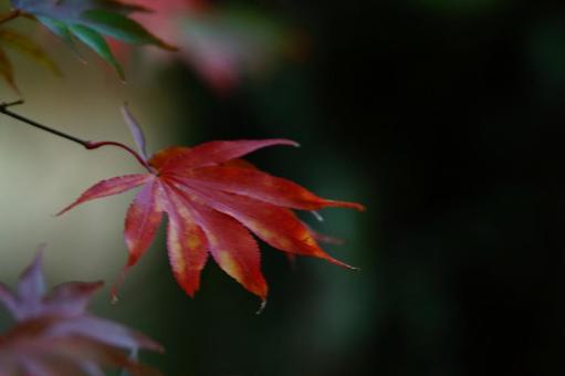 Photo, maple, autumn leaves, autumn leaves hunting, 