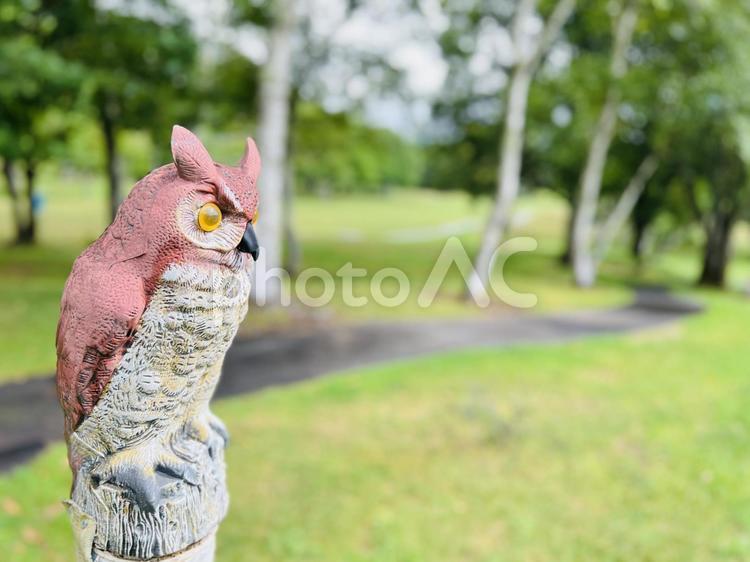 ゴルフ場のフクロウ置物と緑の芝生 フクロウ,置物,装飾の写真素材