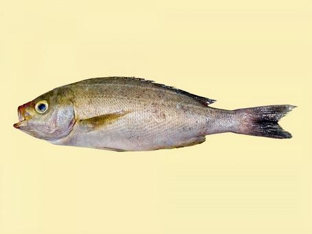 イサキ イサキ イサキ,魚,魚類の写真素材