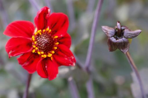 Photo, dahlia, flower, plant, 