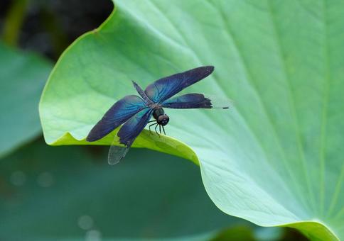 チョウトンボ チョウトンボ チョウトンボ,トンボ,dragonflyの写真素材