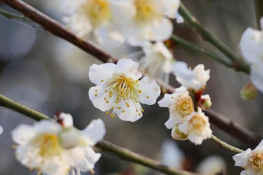 白梅 早春,梅,温室の写真素材