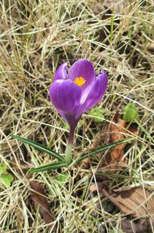 Crocus, JPG
