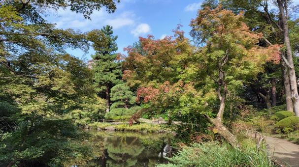 甘泉園公園 日本庭園,和風庭園,庭園の写真素材
