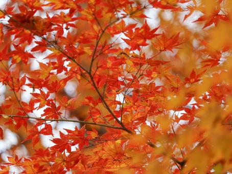 イロハモミジ イロハモミジ 紅葉,楓,葉の写真素材