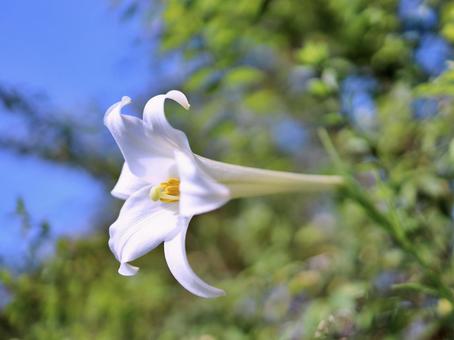真っ直ぐ前を向くユリ 真っ直ぐ前を向くユリ ユリ,白色,花の写真素材