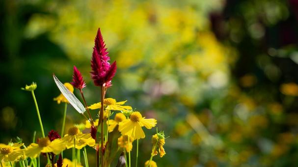 赤紫のケイトウと黄色の花の対比のアップ 赤紫のケイトウと黄色の花の対比のアップ ケイトウ,赤紫,黄色の写真素材