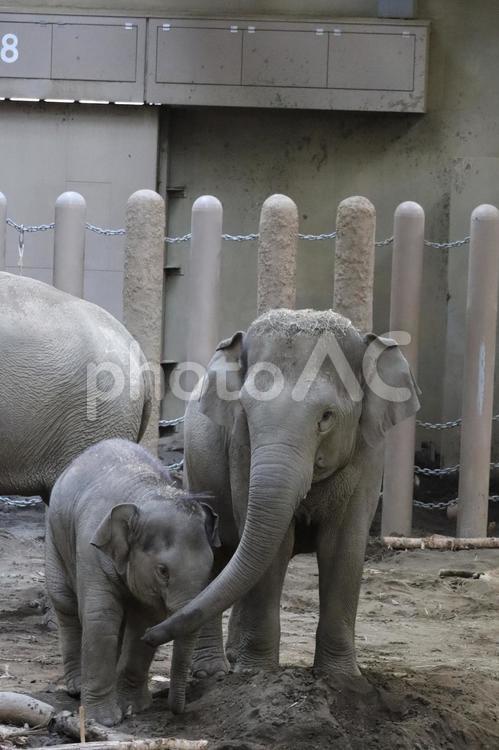 アジアゾウ 象,動物,哺乳類の写真素材