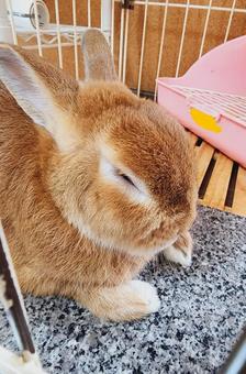 ネザーランドドワーフ ネザーランドドワーフ ネザーランドドワーフ,うさぎ,寝るの写真素材
