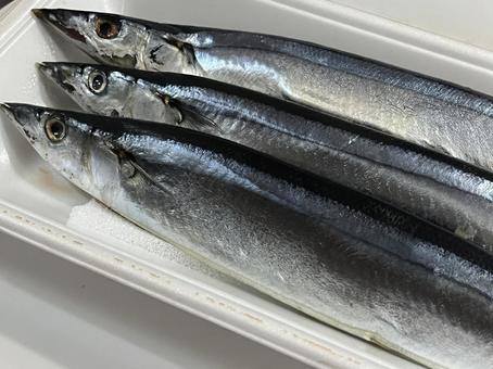 サンマ サンマ さんま,魚,魚屋の写真素材