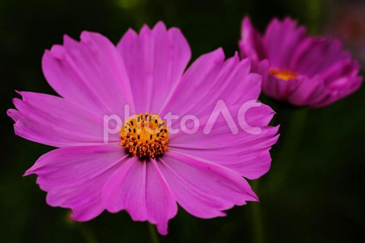 ピンクのコスモス　背景黒 コスモス,花,秋の写真素材