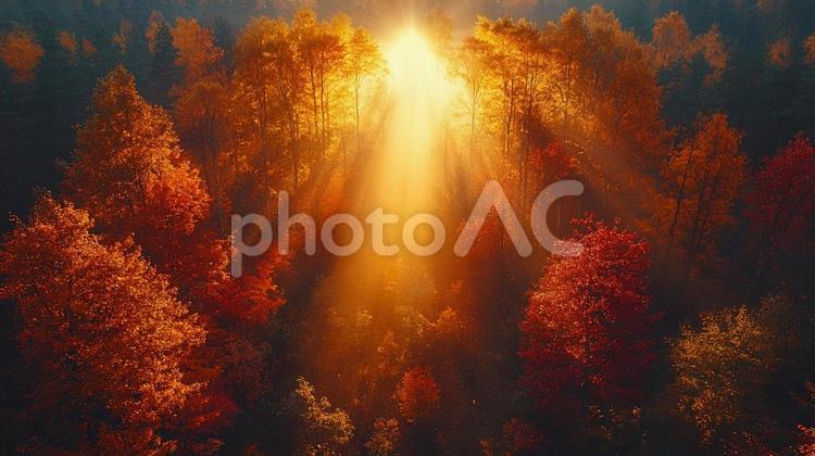 紅葉の森の光筋 秋,森林,木漏れ日の写真素材