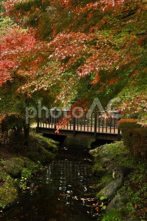 紅葉と橋の美しい調和 紅葉,モミジ,もみじの写真素材