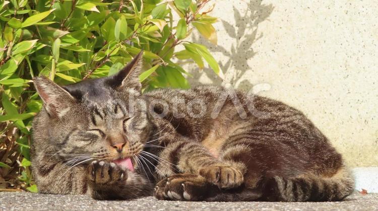 福の神のような表情を魅せるモフモフな猫様 猫,キジトラ,舌の写真素材