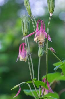Photo, aquilegia, buttercup family, achille gear, 
