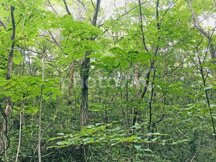 森の風景 森,林,森林の写真素材