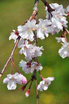 桜(枝垂桜・シダレザクラ) 桜(枝垂桜・シダレザクラ)の写真