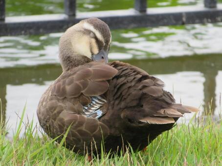 毛繕いをしている換羽中のカモ 毛繕いをしている換羽中のカモ 鴨,カルガモ,鳥の写真素材
