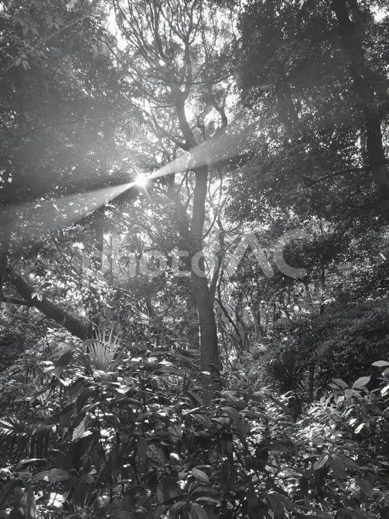 林に差し込む日差し（モノクロ） 林,太陽,光の写真素材