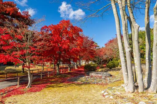 秋の香林寺⒂ 寺,香林寺,紅葉の写真素材