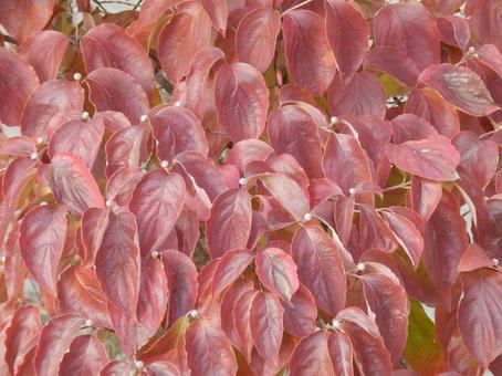 【紅葉写真】美しい紅葉 紅葉,自然,風景の写真素材